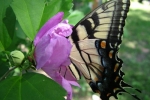 Butterfly-Lunch