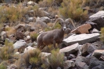 Grand-Canyon-Big-Horn-2