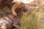 Grand-Canyon-Big-Horn-3