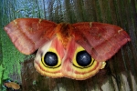 Moth Eyes