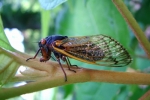 Seventeen Year Locust